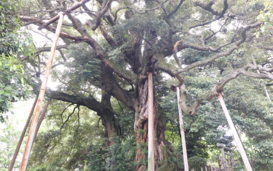 多摩の歴史見守る巨樹【平久保公園】