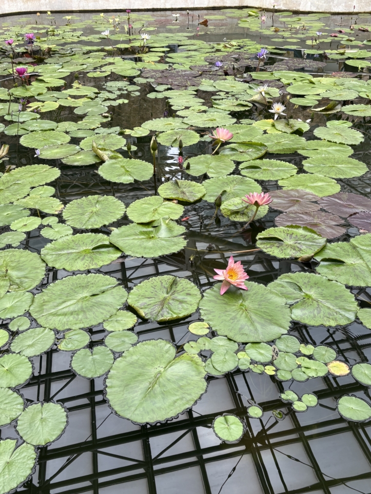 神代植物公園