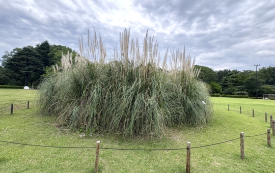 神代植物公園