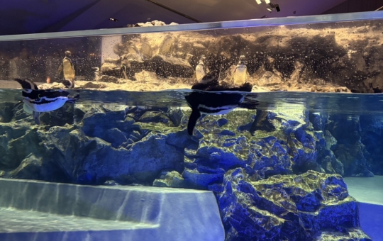 暑い日に涼しいスポット【すみだ水族館】