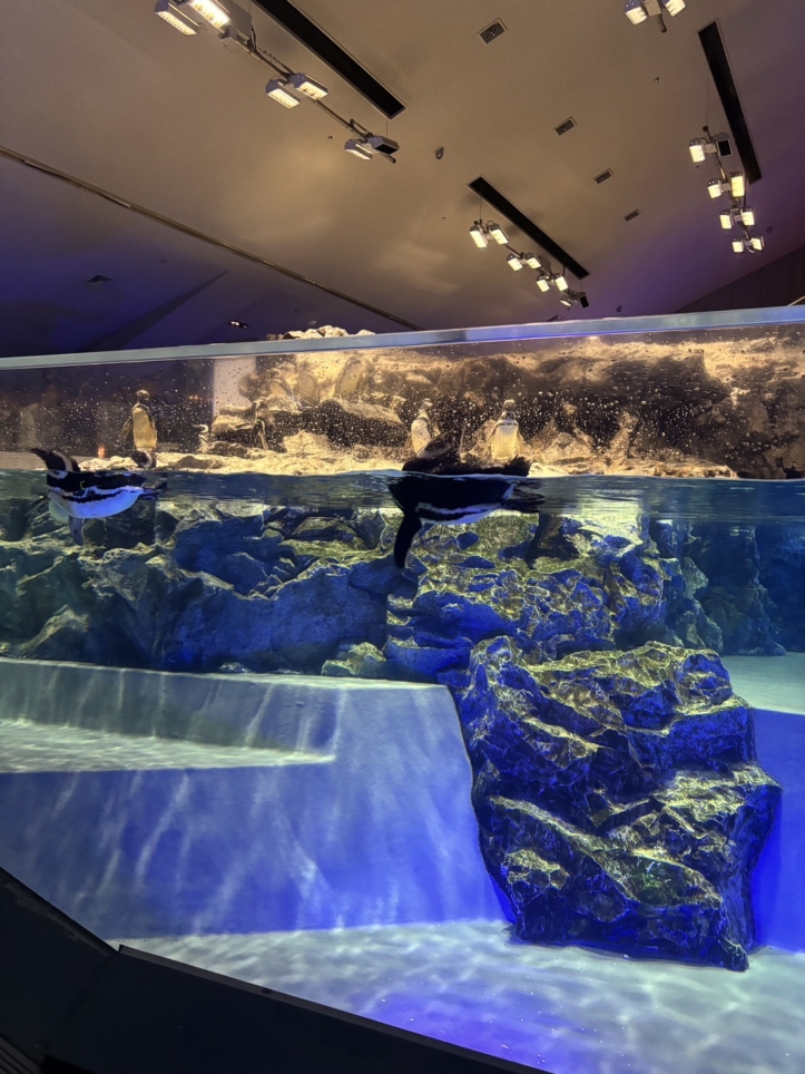 暑い日に涼しいスポット【すみだ水族館】