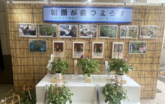 せいせき朝顔市　多摩市☆イベント☆