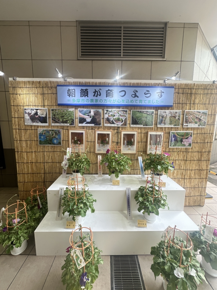 せいせき朝顔市　多摩市☆イベント☆