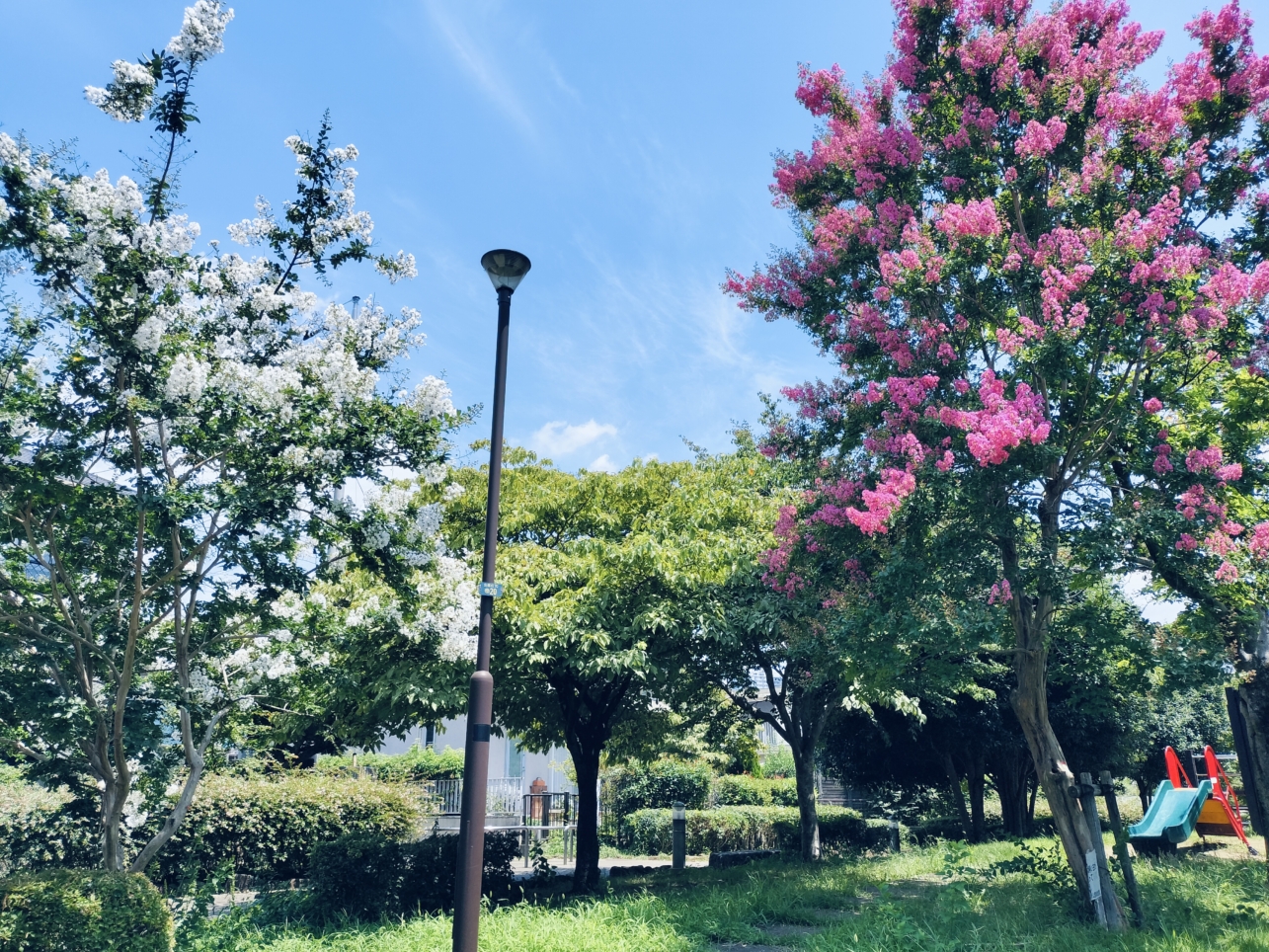 百日紅の下にすべり台２つ【くるまぼり公園】