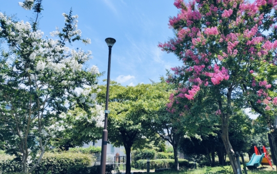 百日紅の下にすべり台２つ【くるまぼり公園】