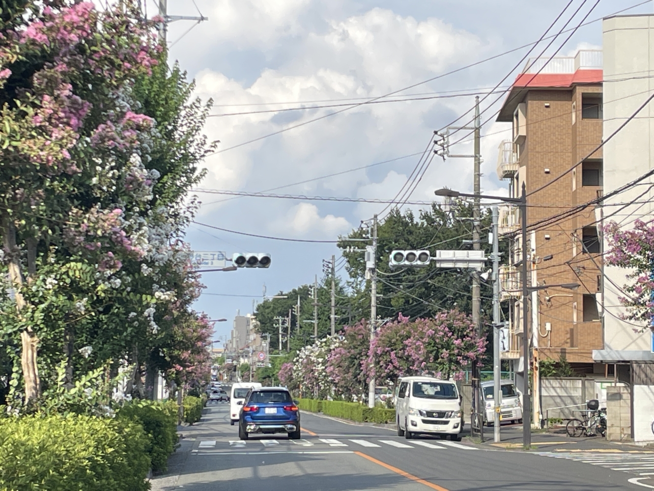 調布市の花『サルスベリ』が見頃です☆