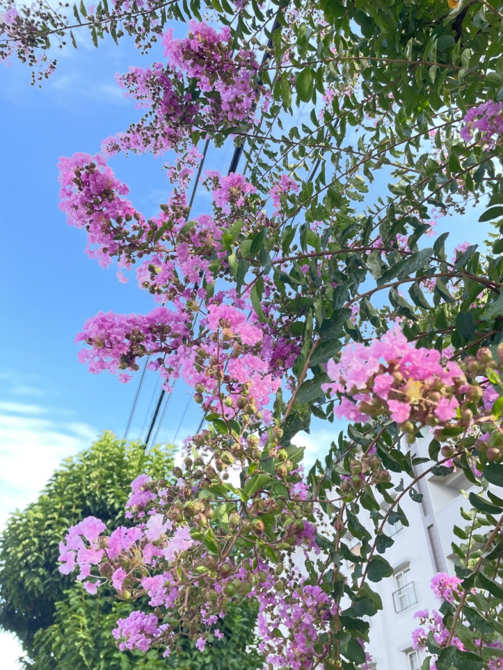 調布市の花『サルスベリ』が見頃です☆