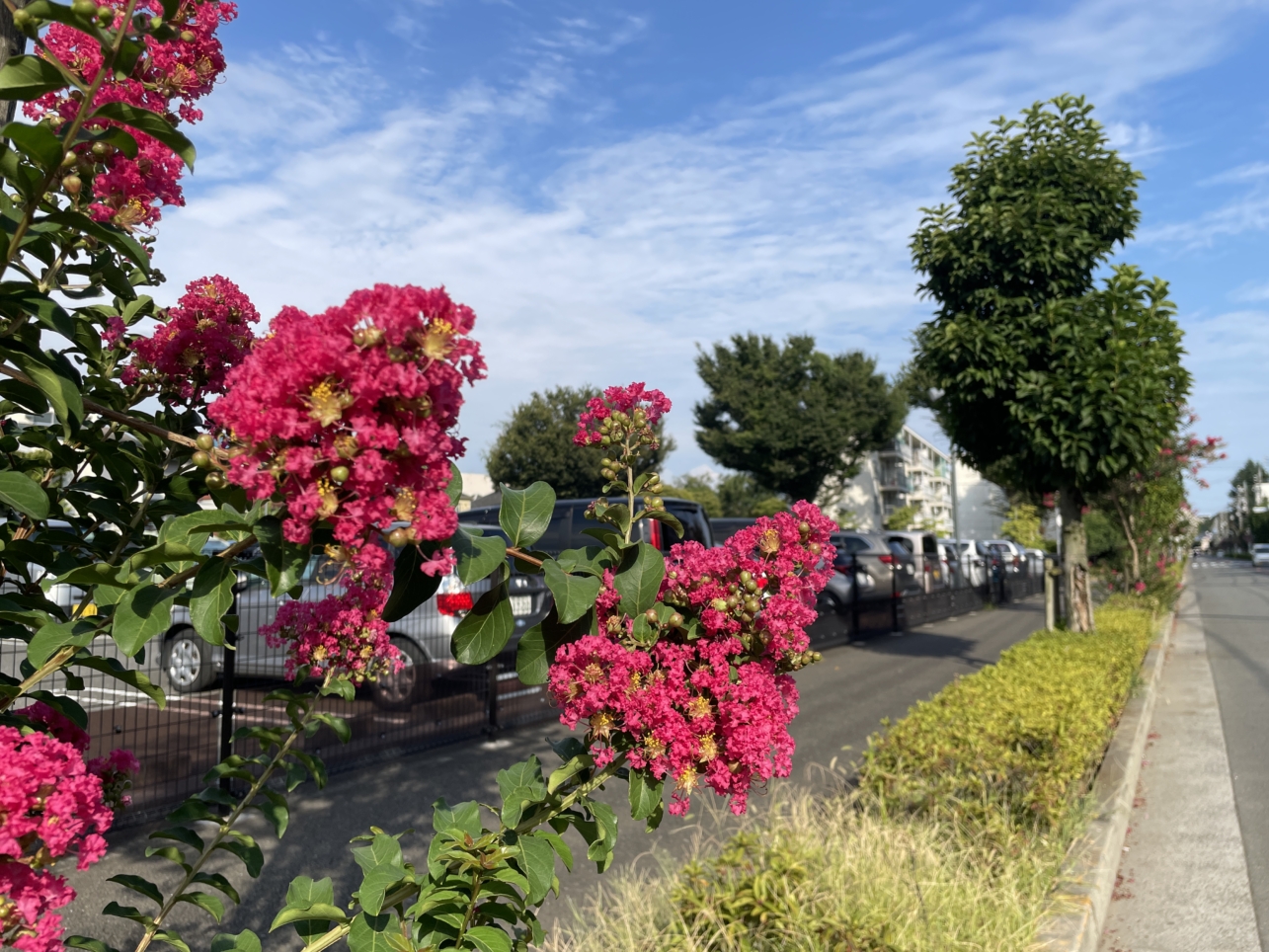 調布市の花『サルスベリ』が見頃です☆