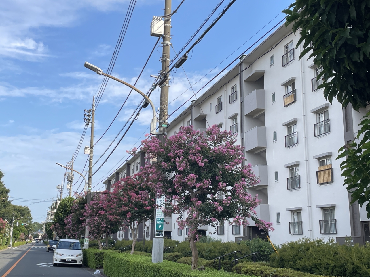 調布市の花『サルスベリ』が見頃です☆