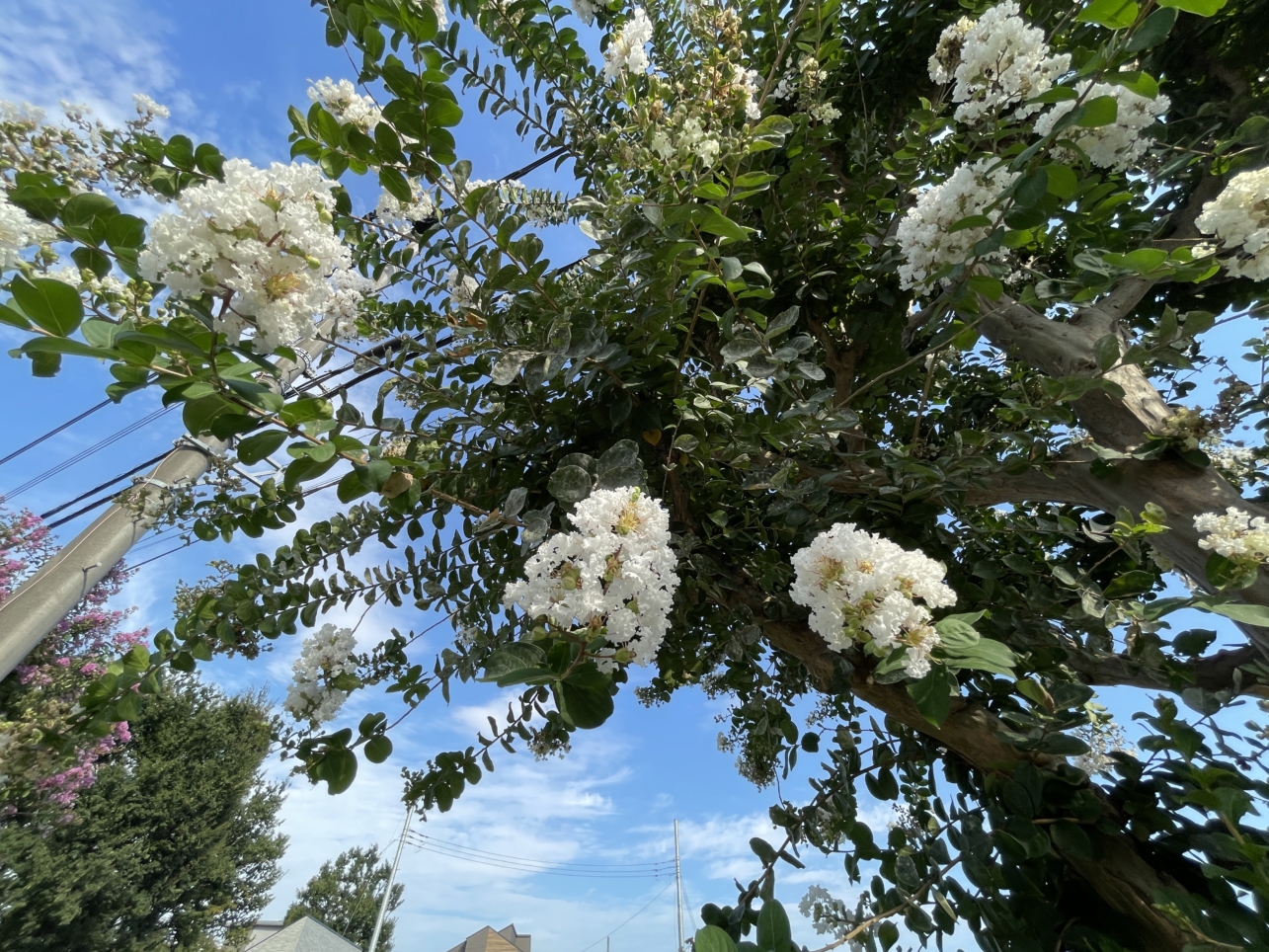 調布市の花『サルスベリ』が見頃です☆