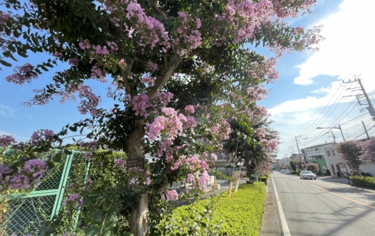 調布市の花『サルスベリ』が見頃です☆