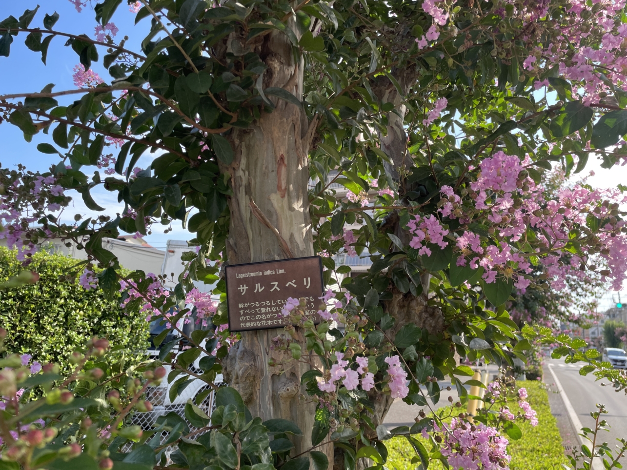 調布市の花『サルスベリ』が見頃です☆
