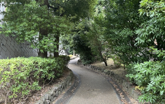 暑い夏に緑のカーテン☀三ツ沢せせらぎ緑道のご紹介です。