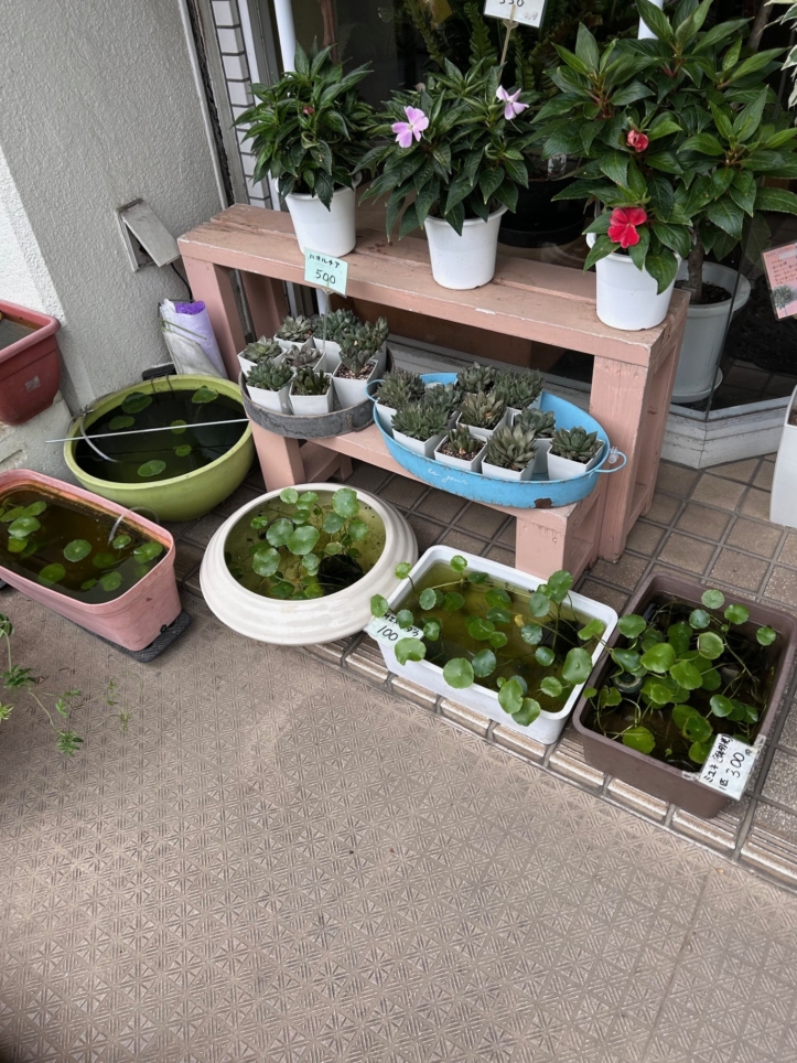 イチオシ！狛江の花屋さん【花屋クラルテ】