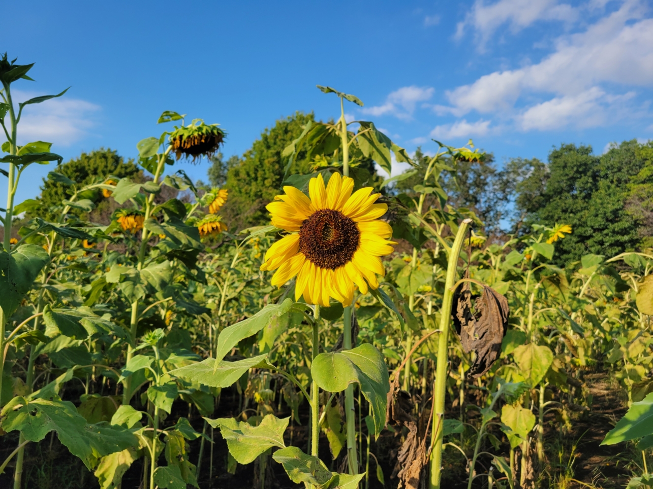 芦花公園花の丘フェスタ🌻【ヒマワリまつり】