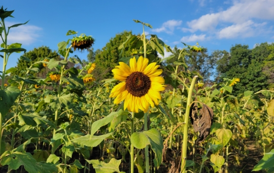芦花公園花の丘フェスタ🌻【ヒマワリまつり】