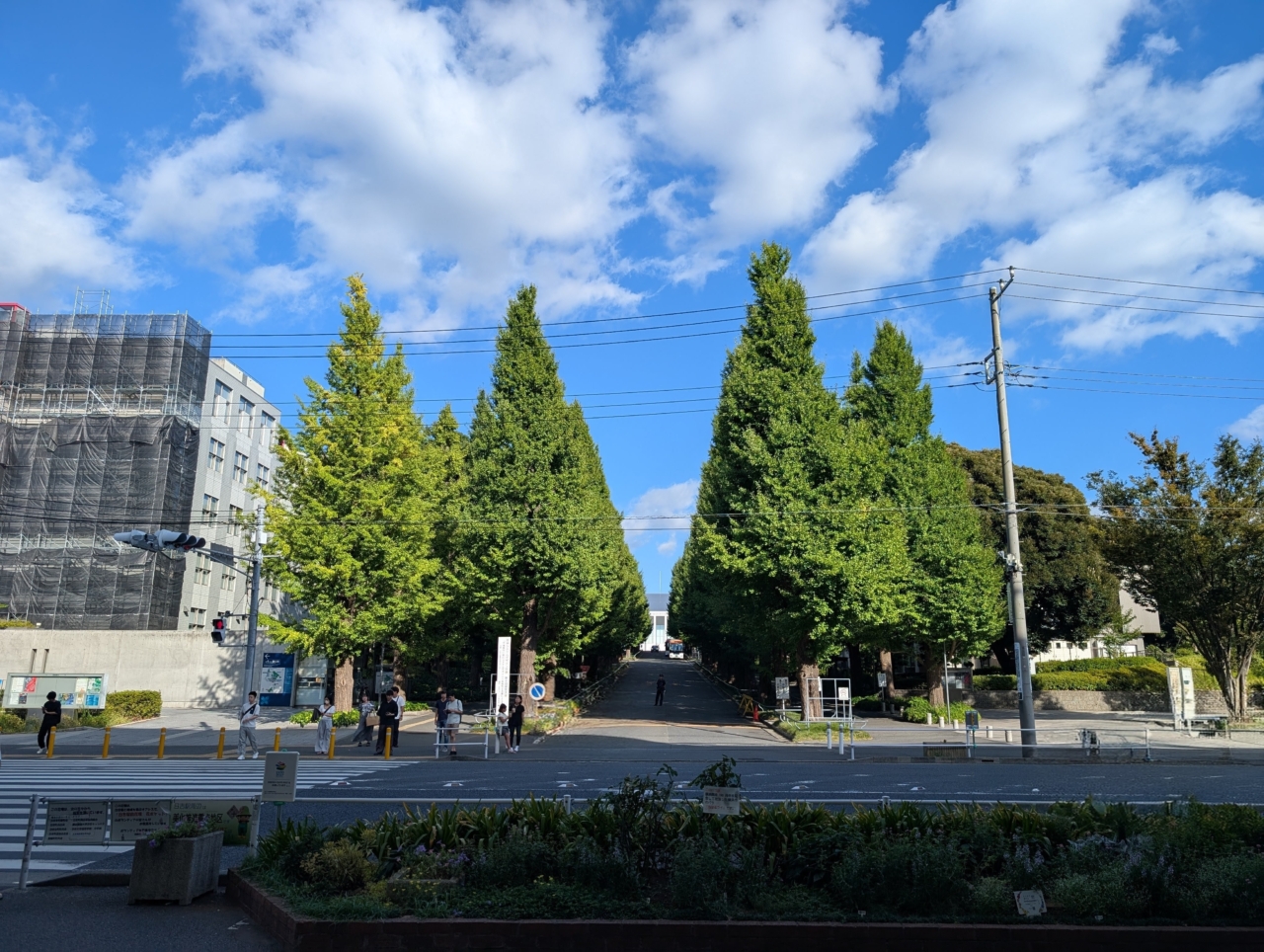 銀杏並木（日吉駅）