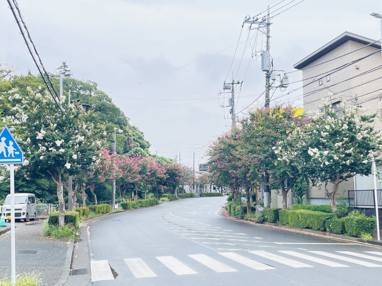 【旭区】柏町　街路樹の百日紅