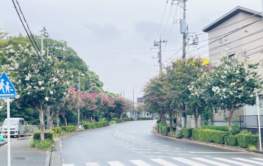 【旭区】柏町　街路樹の百日紅