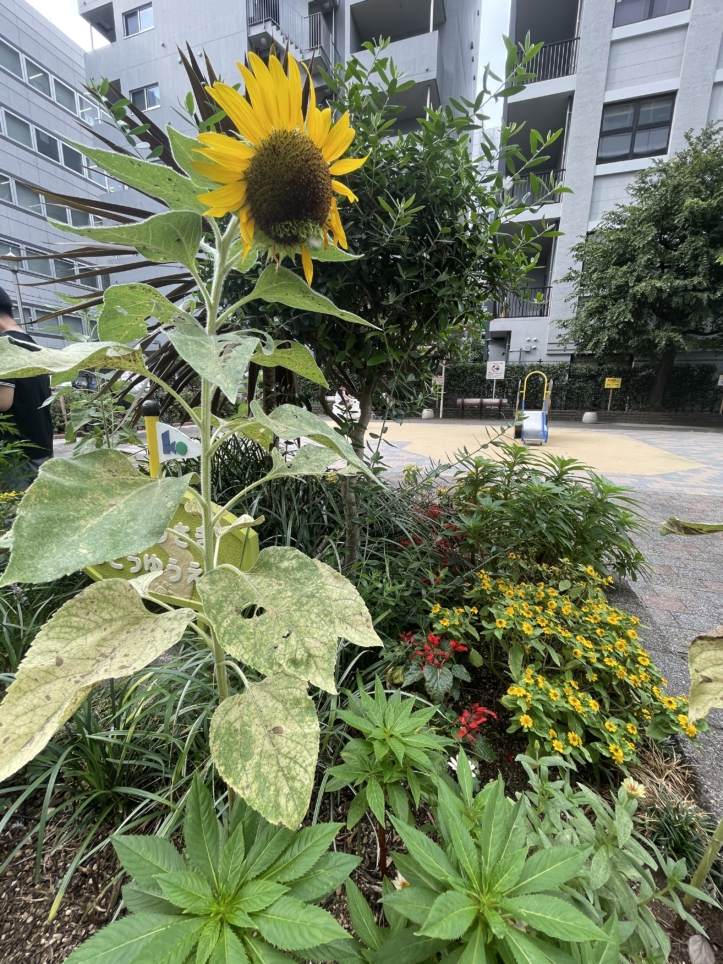 亀のモニュメントがかわいい♪亀戸駅すぐ！癒しのスポット「亀戸駅前公園」