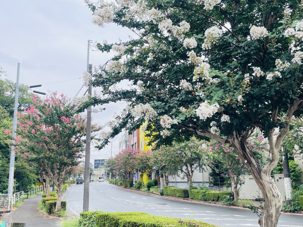 【旭区】柏町　街路樹の百日紅