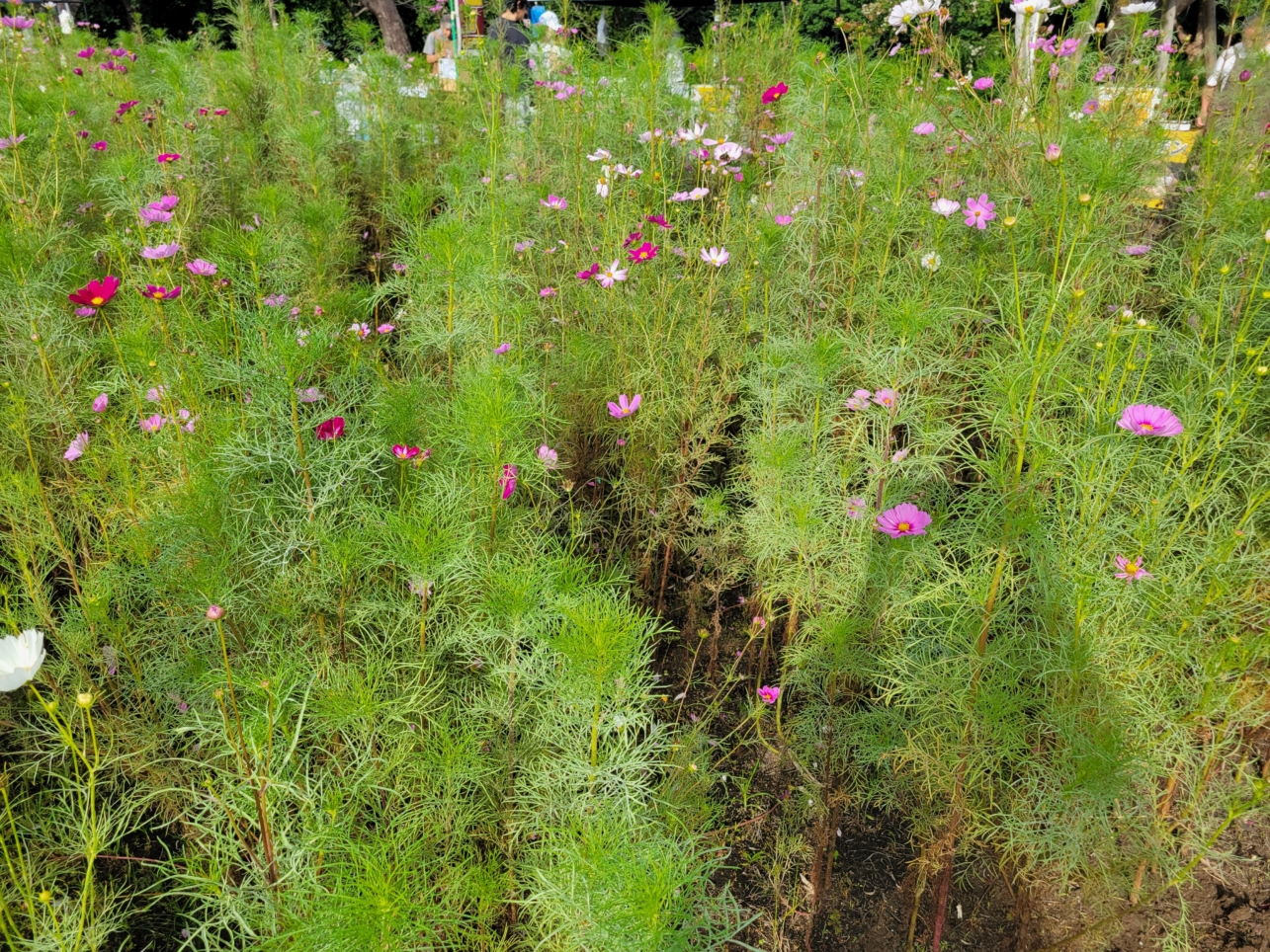 芦花公園花の丘フェスタ🌼【コスモスまつり】