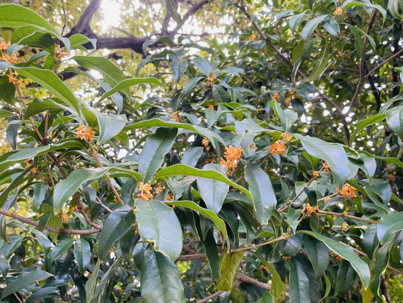 【瀬谷区】橋戸原公園