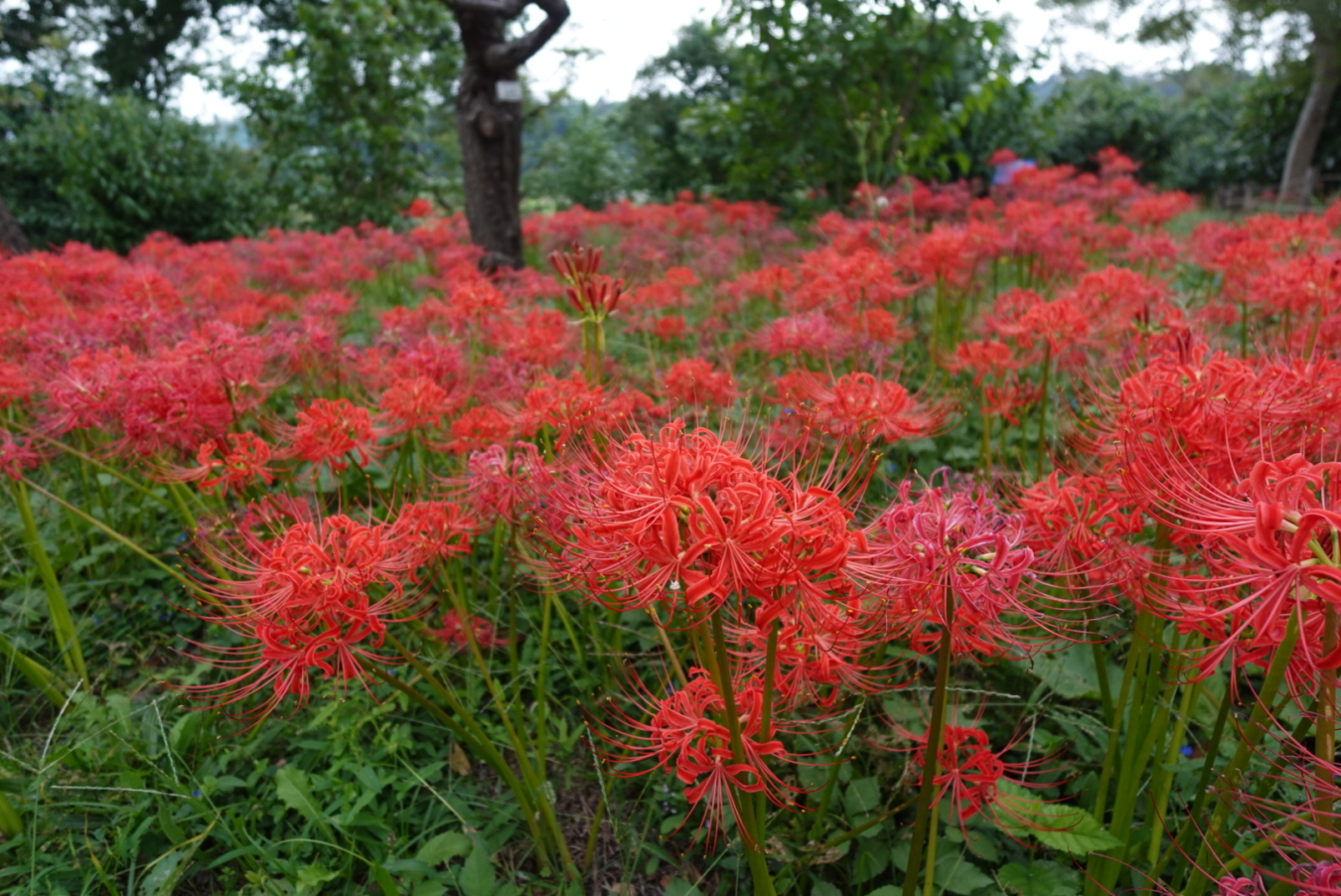 ☆40万株の曼珠沙華☆