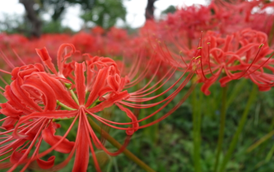 ☆40万株の曼珠沙華☆