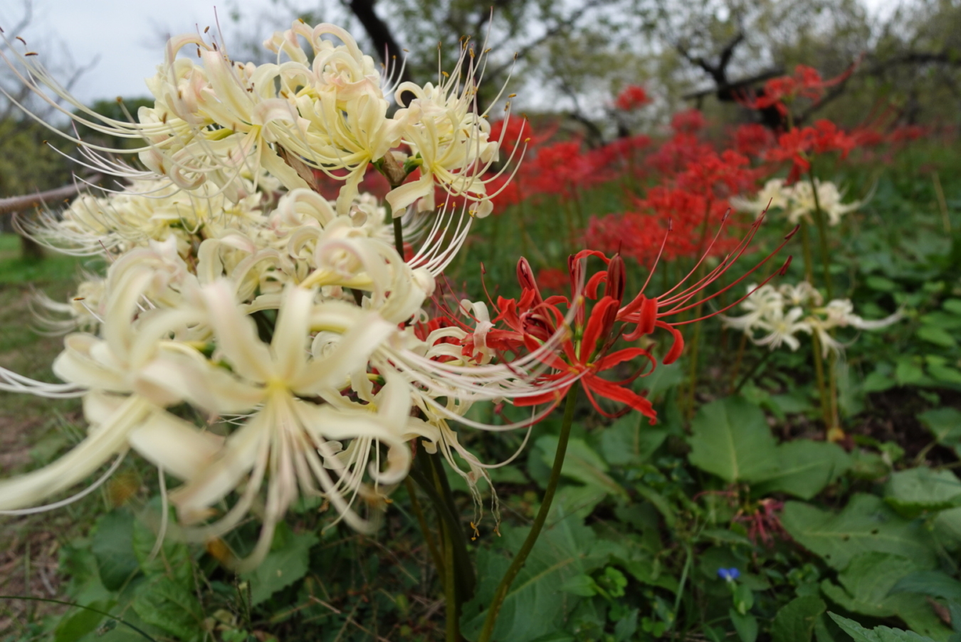 ☆40万株の曼珠沙華☆