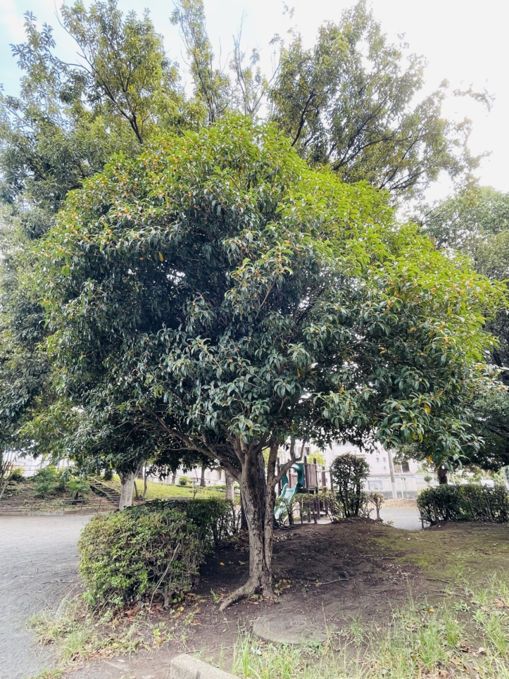 【瀬谷区】橋戸原公園