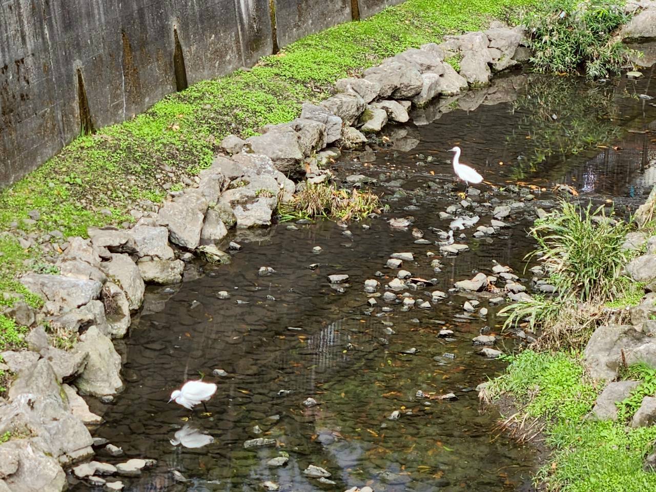 三鷹エリア🏞【丸池公園】🦢