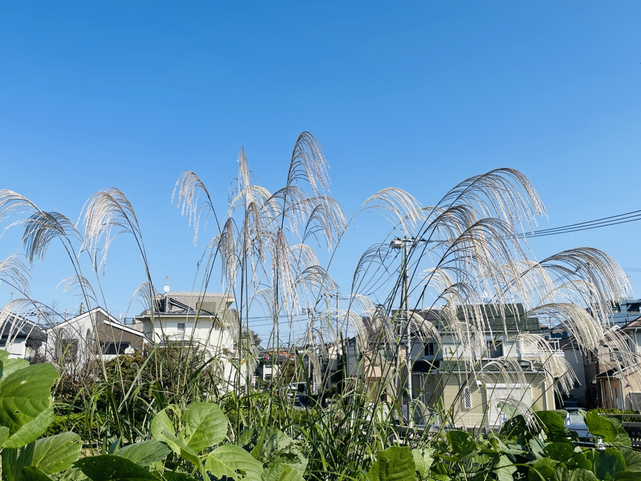 【瀬谷区】瀬谷　大神橋のすすき