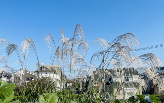 【瀬谷区】瀬谷　大神橋のすすき