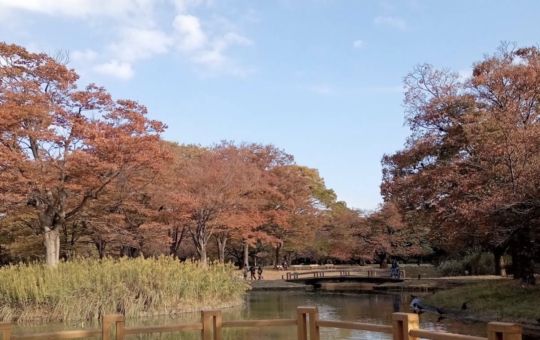 ☆秋の紅葉スポット☆【代々木公園】