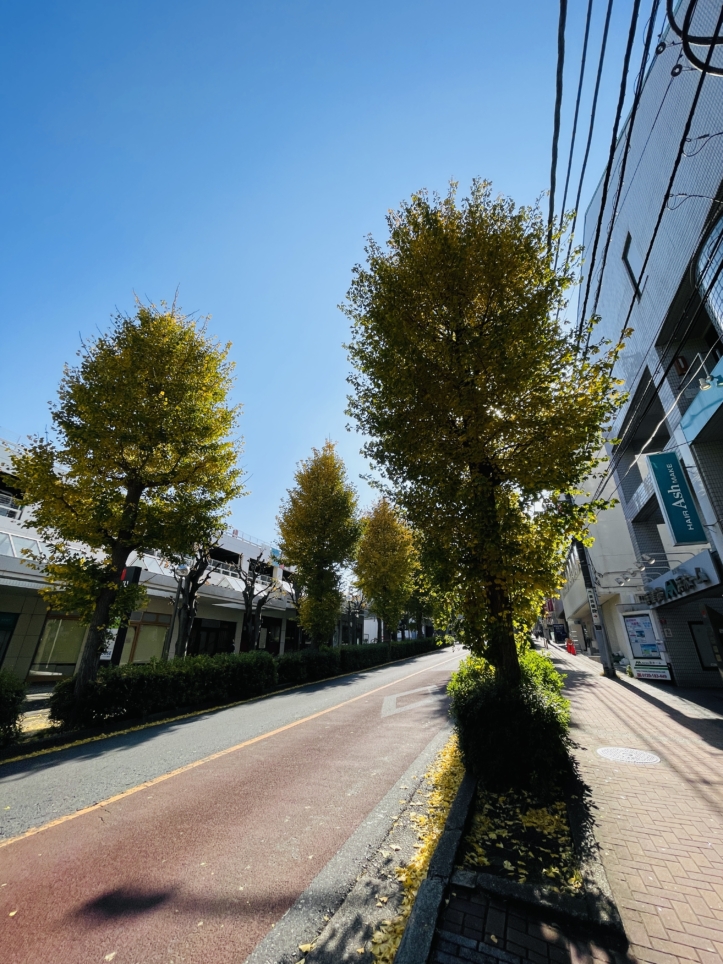 【旭区】二俣川店前の街路樹