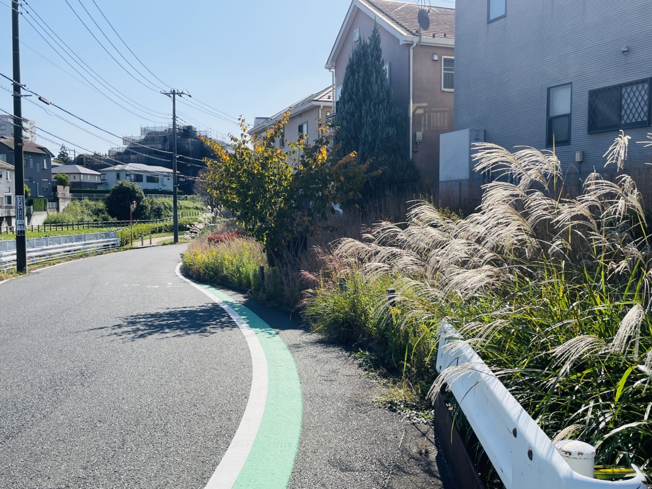 【瀬谷区】瀬谷　大神橋のすすき