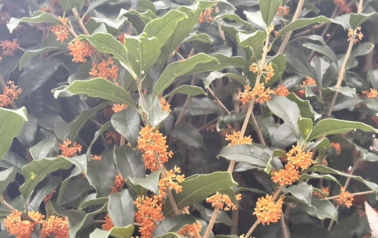 新百合ヶ丘　金木犀