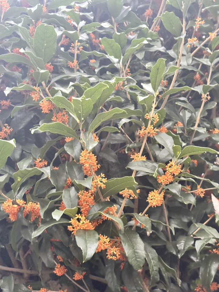 新百合ヶ丘　金木犀