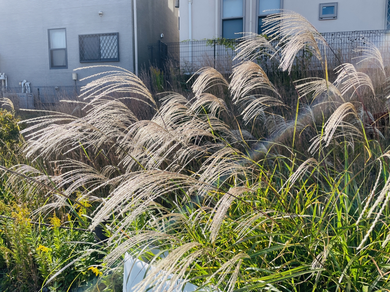 【瀬谷区】瀬谷　大神橋のすすき