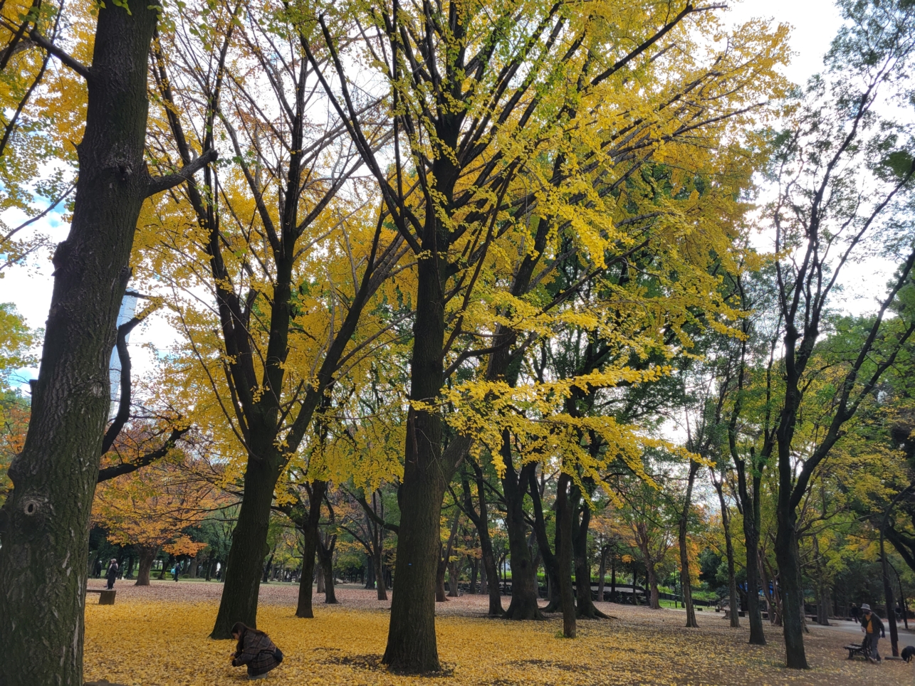 紅葉の蘆花恒春園🍂