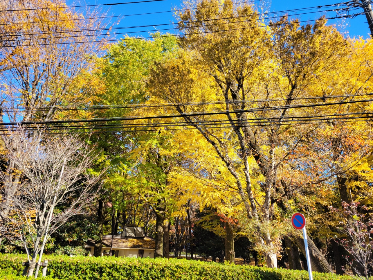 紅葉の蘆花恒春園🍂