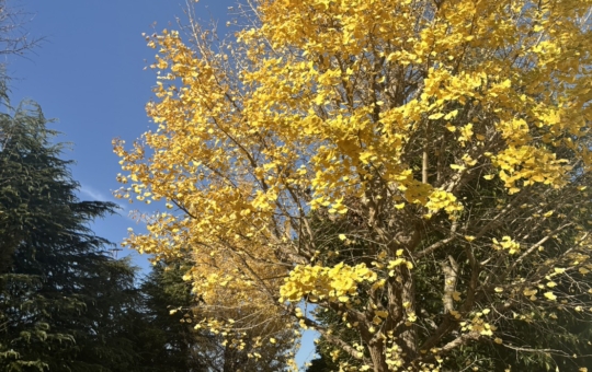 下麻生ねむのき公園の紅葉🍂