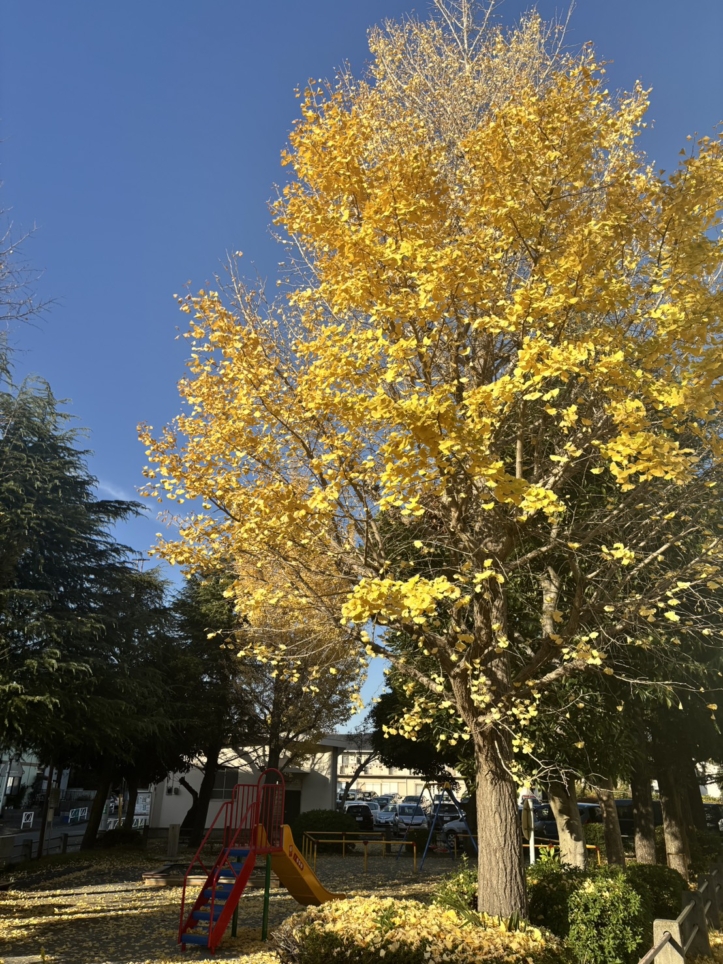 下麻生ねむのき公園の紅葉🍂