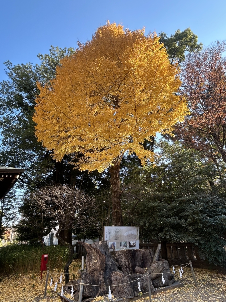 調布の里の鎮守様☆布多天神社
