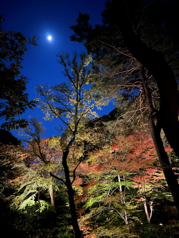🍂六義園の紅葉ライトアップへ行ってきました🍂巣鴨・駒込