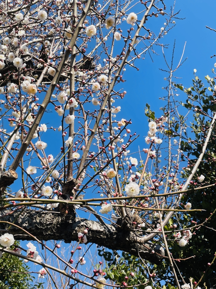 【旭区】鶴ヶ峰の梅