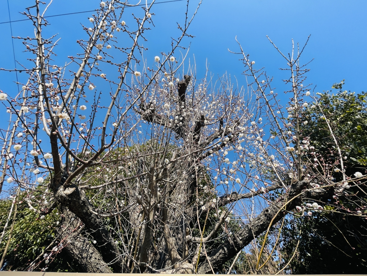 【旭区】鶴ヶ峰の梅