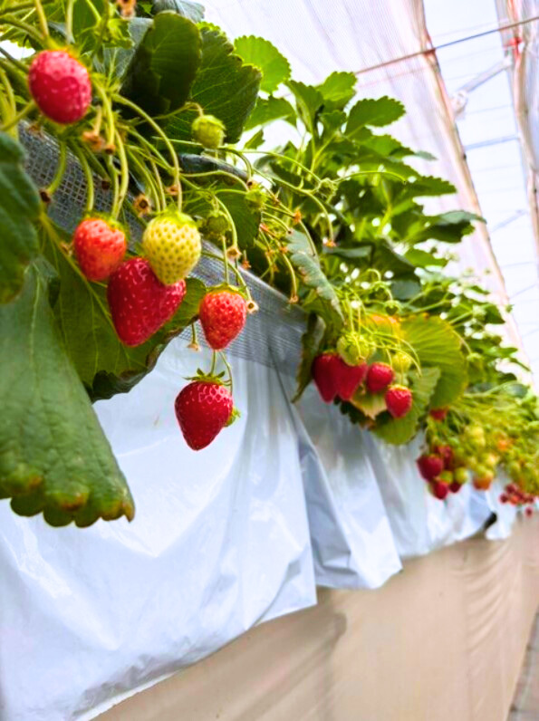 季節の恵みを身近に！SLOW FARM♪