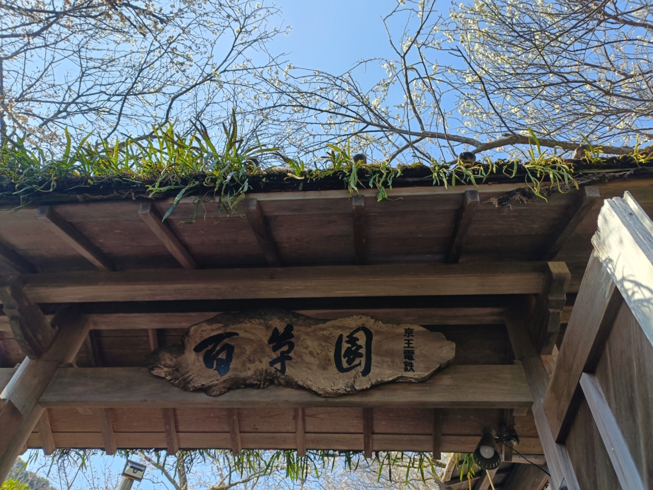 つるし雛と梅まつり【百草園】